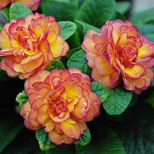 Belarina® 'Nectarine' Primrose