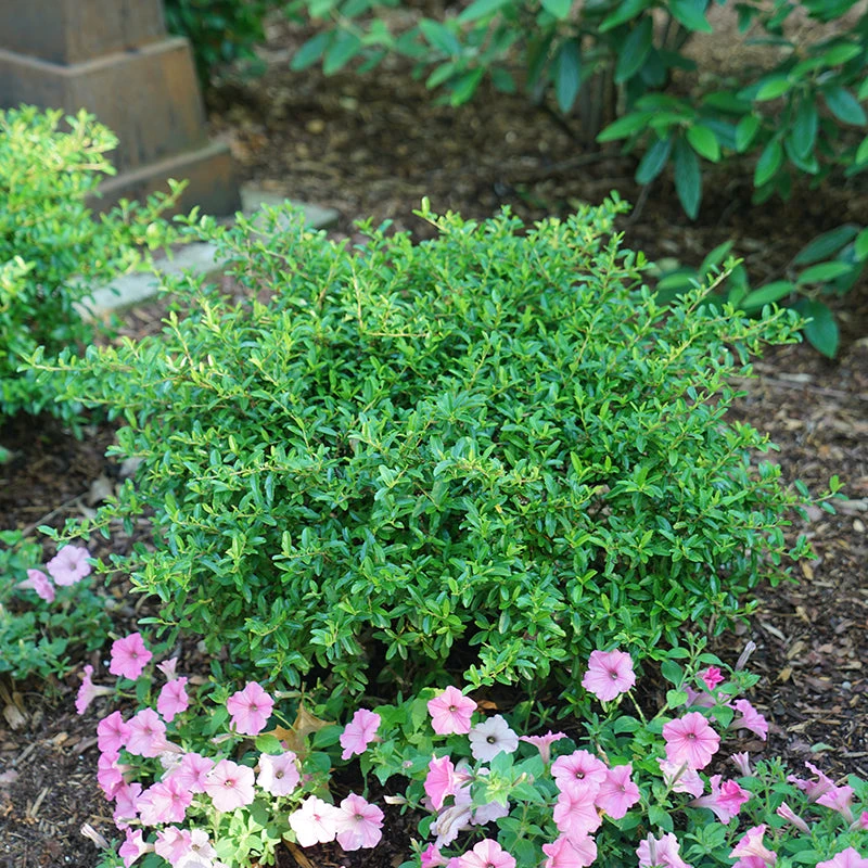 Juke Box® Pyracomeles