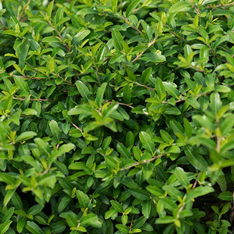 Juke Box® Pyracomeles - Image 2