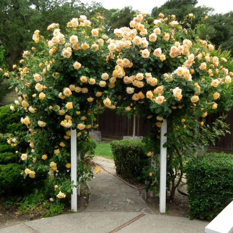Climbing Rose Collection - Image 4