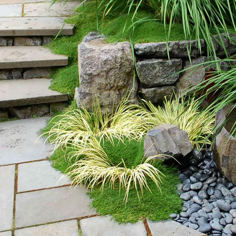 Irish Moss - Image 3