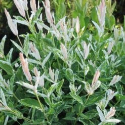 'Hakuro Nishiki' Dappled Willow