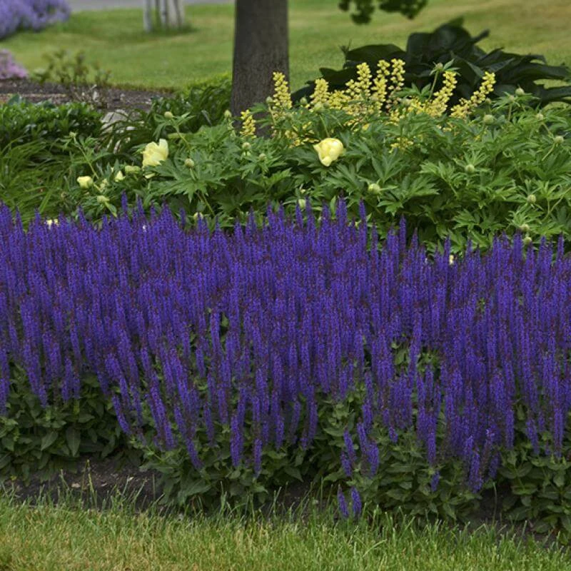 Color Spires® 'Violet Riot' Salvia - Image 3