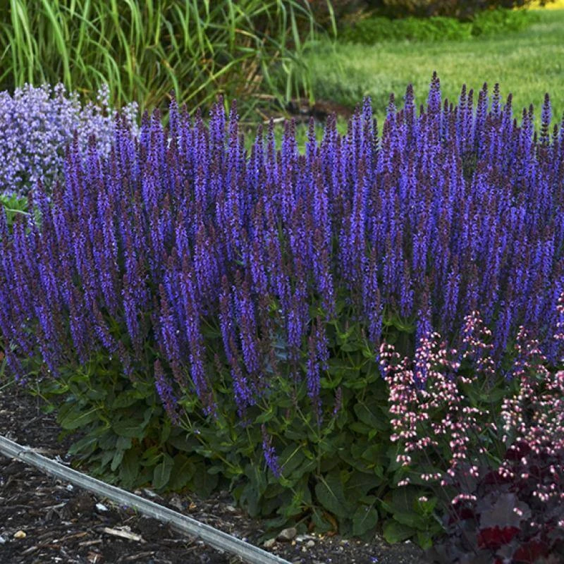 Color Spires® 'Violet Riot' Salvia