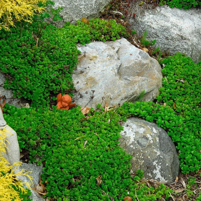 Japanese Stonecrop (Sedum Ellacombianum) - Image 3