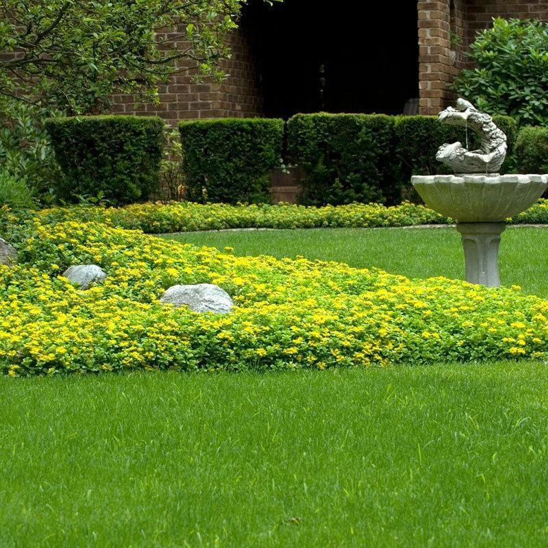 Japanese Stonecrop (Sedum Ellacombianum) - Image 5