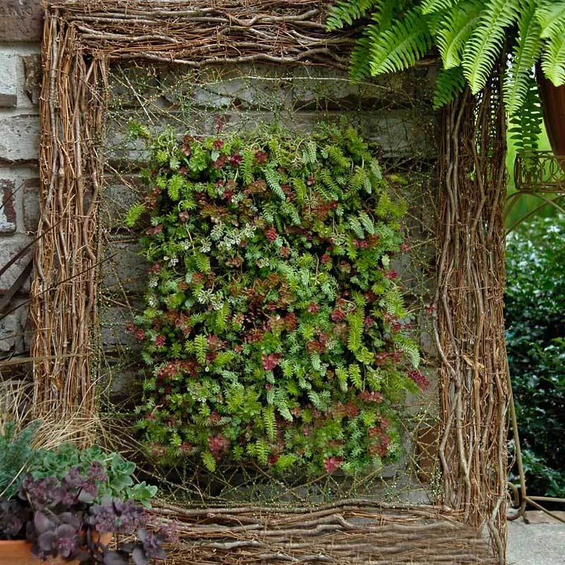 SedumSod® - Image 2