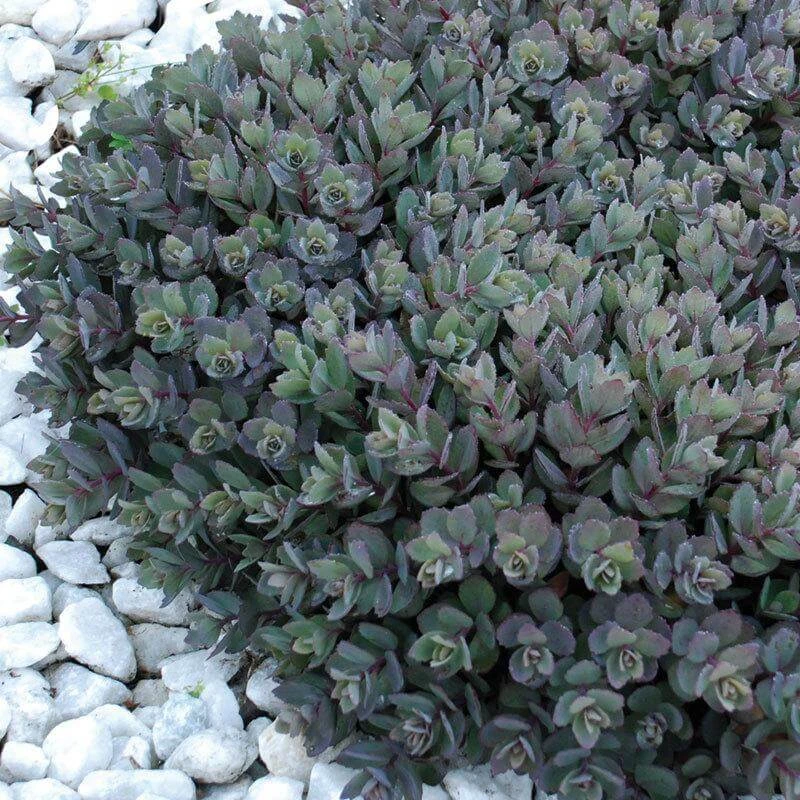 Sunsparkler® 'Dazzleberry' Stonecrop - Image 3