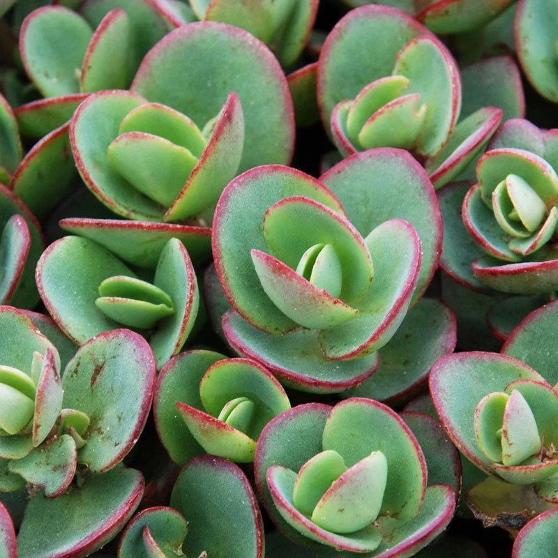 Succulent Ground Cover Collection - Image 3