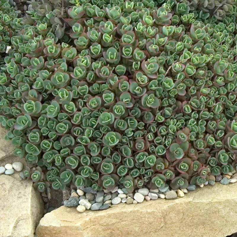 Sunsparkler® 'Lime Zinger' Stonecrop - Image 2