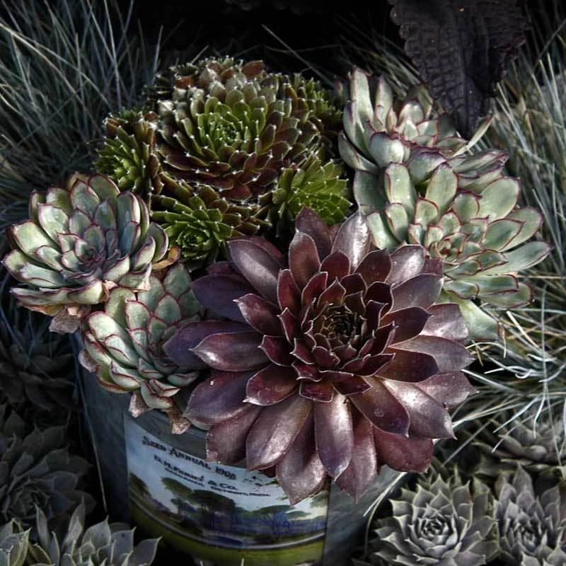 'Pacific Devil's Food' Hens & Chicks - Image 2