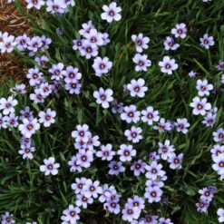 'Lucerne' Blue-Eyed Grass