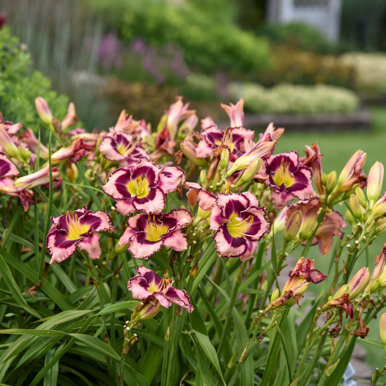 Rainbow Rhythm® 'Sound Of My Heart' Daylily - Image 3