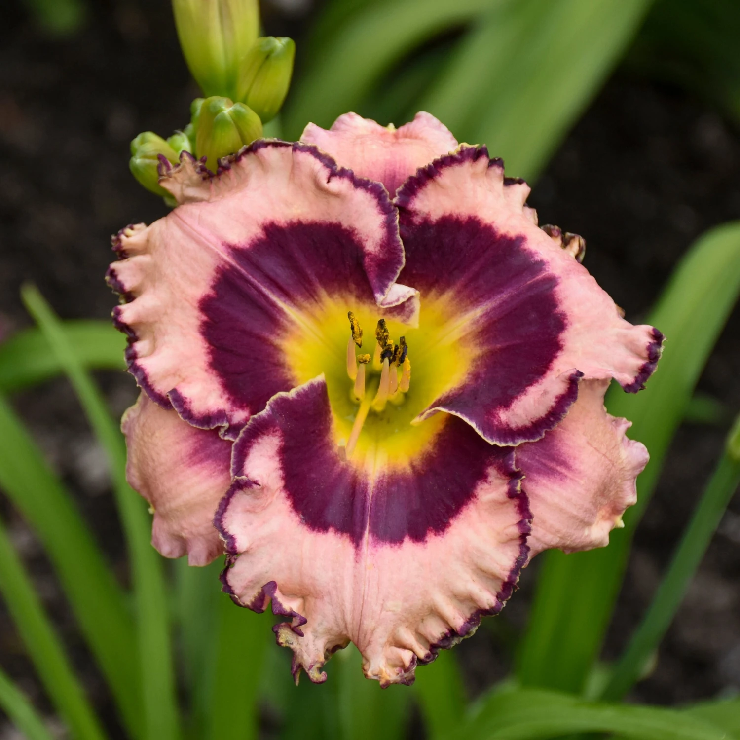 Rainbow Rhythm® 'Sound Of My Heart' Daylily - Image 2