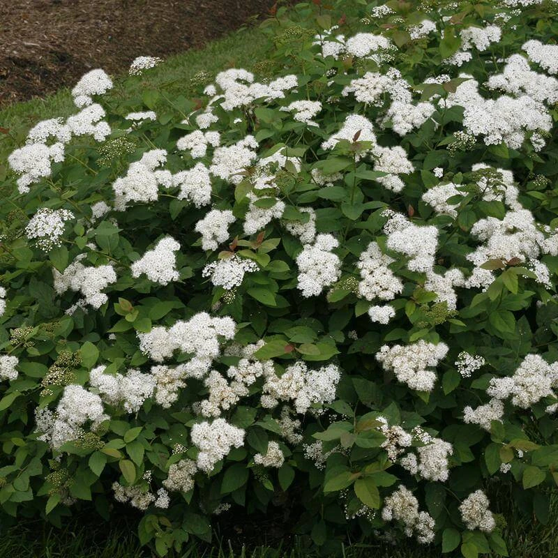 Double Play® Blue Kazoo® Spirea - Image 3