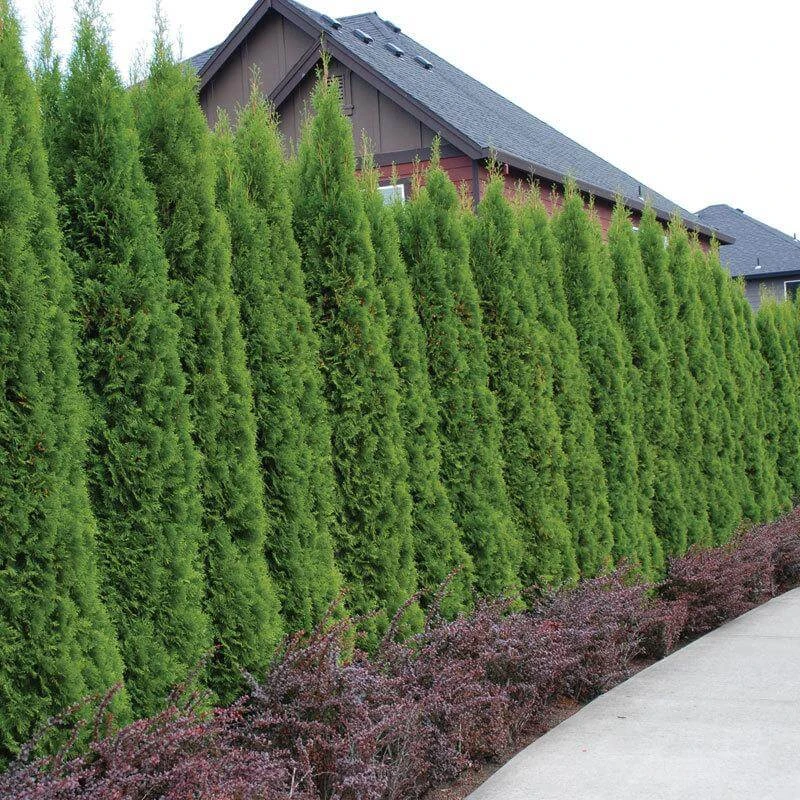 'Emerald Green' Arborvitae (aka 'Smaragd')