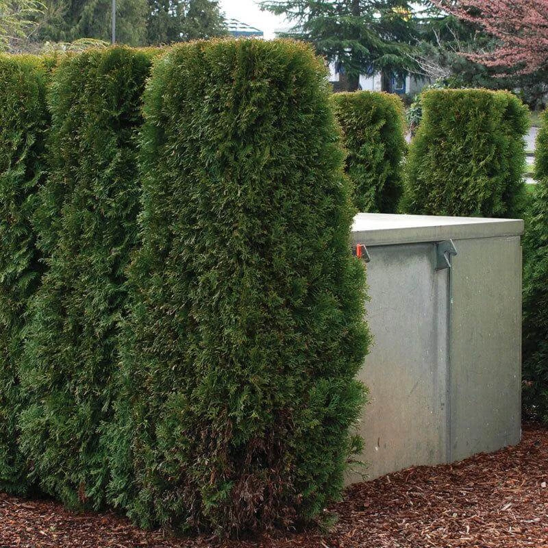 'Emerald Green' Arborvitae (aka 'Smaragd') - Image 3
