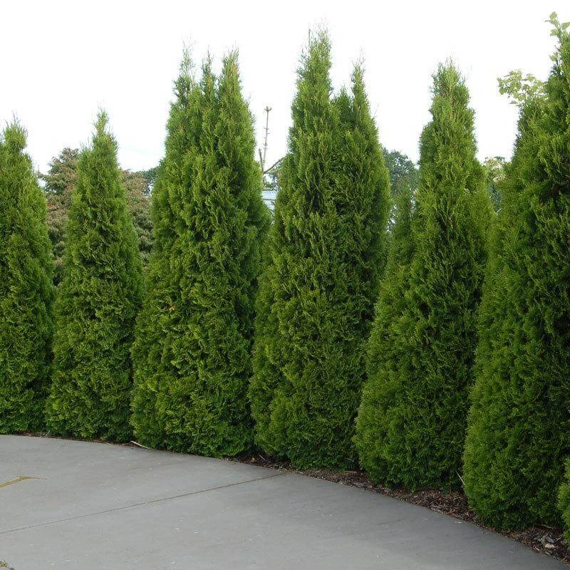 'Emerald Green' Arborvitae (aka 'Smaragd') - Image 5