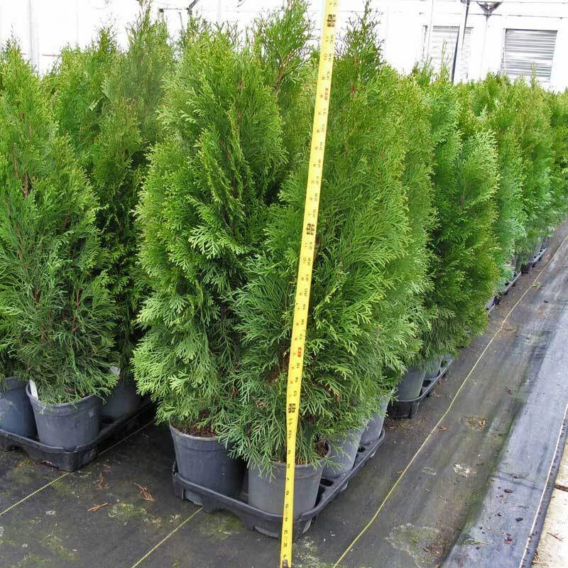 'Emerald Green' Arborvitae (aka 'Smaragd') - Image 6