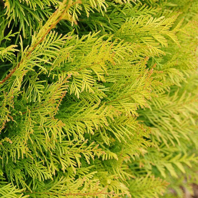Fluffy® Arborvitae - Image 2