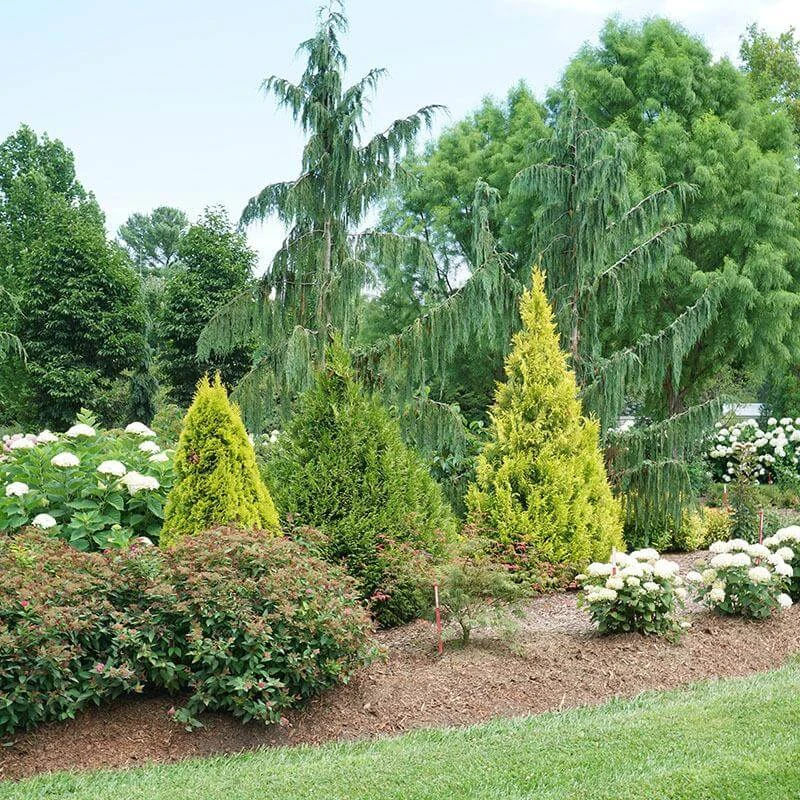 Fluffy® Arborvitae - Image 3