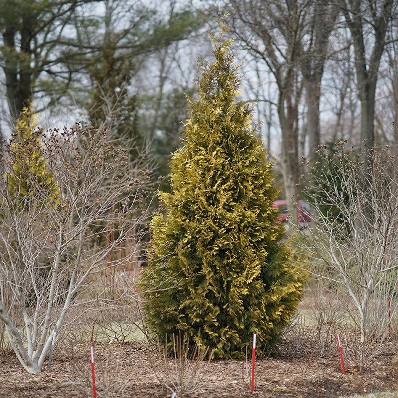 Polar Gold® Arborvitae - Image 2