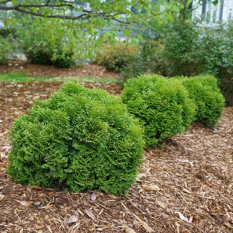 Tater Tot® Arborvitae - Image 2