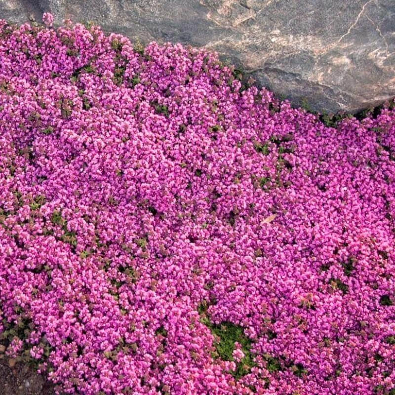 Red Creeping Thyme - Image 3