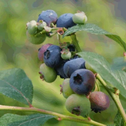 'Patriot' Blueberry