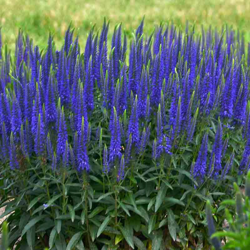 Magic Show® 'Wizard Of Ahhs' Spike Speedwell - Image 3