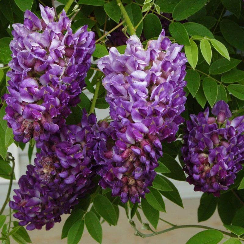 'Amethyst Falls' Wisteria - Image 2