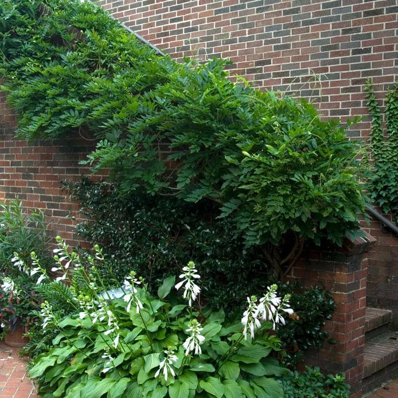 'Amethyst Falls' Wisteria - Image 3